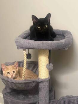 Sonny & Cher -  Domestic Short Hair Cat for Adoption in Cowlesville, New York - Sonny & Cher | PetCurious