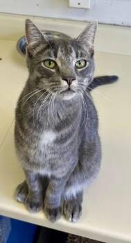 Tabby Cats Available for Adoption in Chester, New Jersey - Loki | PetCurious