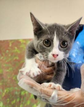 Meenie -  Domestic Short Hair Cat for Adoption in San Antonio, Texas - Meenie | PetCurious