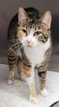 Rescue Manx Cats for Adoption in Republic, Missouri - Poopers | PetCurious