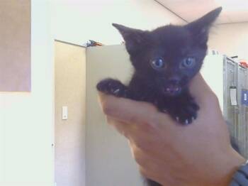 LUKE -  Domestic Short Hair Cat for Adoption in Sacramento, California - LUKE | PetCurious