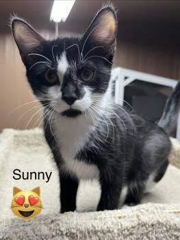 Sonny -  Domestic Short Hair Cat for Adoption in Phoenix, Arizona - Sonny | PetCurious