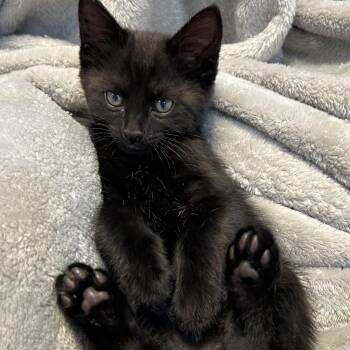 Domestic Short Hair Cats Available for Adoption in Barrière, British Columbia - Cypress | PetCurious