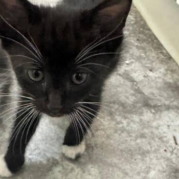 David -  Domestic Medium Hair Cat Available for Adoption in West Palm Beach, Florida - David | PetCurious