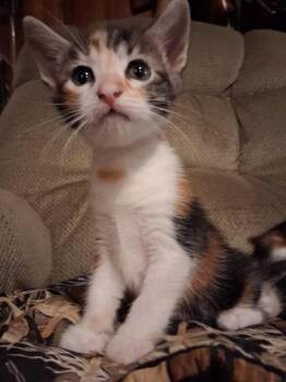 Mary Kate & Ashley -  Domestic Short Hair and Domestic Medium Hair Cat for Adoption in Liverpool, Texas - Mary Kate & Ashley | PetCurious