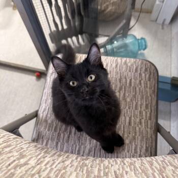 Domestic Medium Hair Cats Available for Adoption - Tater | PetCurious