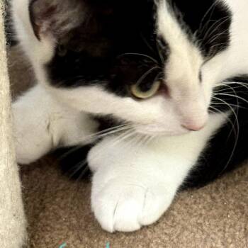 Extra Toes Cat Hemingway Polydactyl and Domestic Short Hair Cats Available for Adoption in Carmel, Indiana - Sparky ~ Bonded With Blaze | PetCurious
