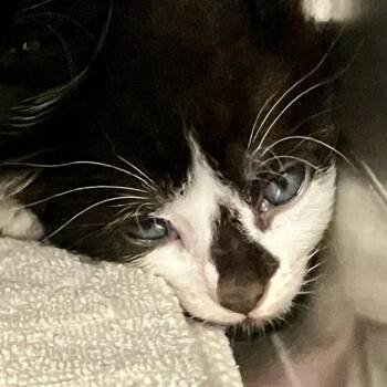 Sanji -  Domestic Short Hair Cat for Adoption in Port Charlotte, Florida - Sanji | PetCurious