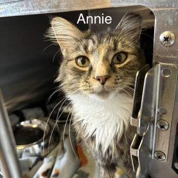 Annie -  Domestic Medium Hair Cat for Adoption in Knoxville, Tennessee - Annie | PetCurious