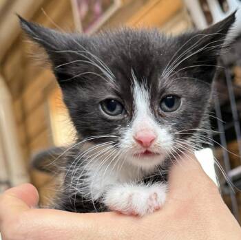 Mr. Mime -  Domestic Short Hair Cat Available for Adoption in St. Cloud, Minnesota - Mr. Mime | PetCurious