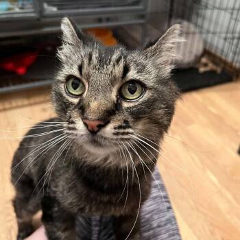 Mayo -  Domestic Medium Hair Cat for Adoption in Wadena, Minnesota - Mayo | PetCurious