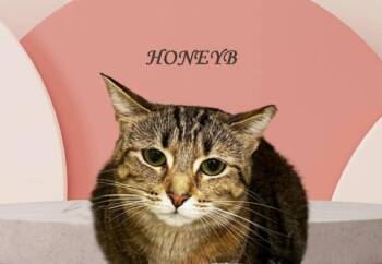 Honeybuns AVO -  Domestic Short Hair Cat for Adoption - Honeybuns AVO | PetCurious