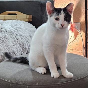 Rescue Domestic Short Hair Cats for Adoption in Chicago, Illinois - Zoomie & Snowball, Bonded Pair | PetCurious