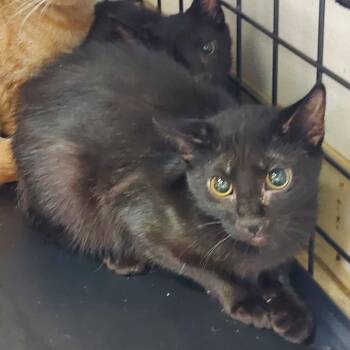 Lisa -  Domestic Short Hair Cat for Adoption in Ashtabula, Ohio - Lisa | PetCurious