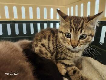 DIMA* -  Domestic Short Hair Cat Available for Adoption in Santa Cruz, California - DIMA* | PetCurious