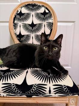 Domestic Short Hair Cats Available for Adoption in Columbia, South Carolina - Gazebo | PetCurious