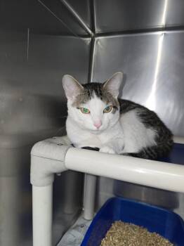 Papa -  Domestic Short Hair Cat for Adoption in Evansville, Indiana - Papa | PetCurious