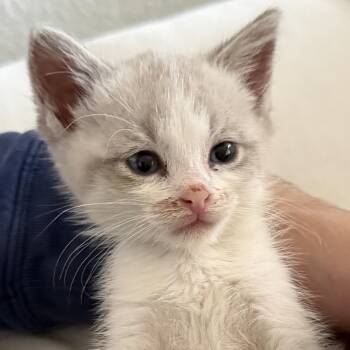 Sticker -  Domestic Short Hair Cat Available for Adoption in San Diego, California - Sticker | PetCurious
