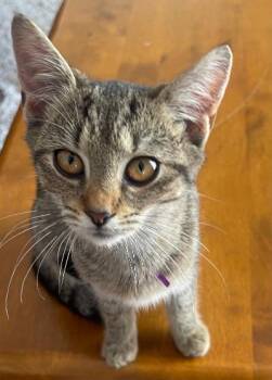 Basil -  Domestic Short Hair Cat for Adoption in Franklin, West Virginia - Basil | PetCurious