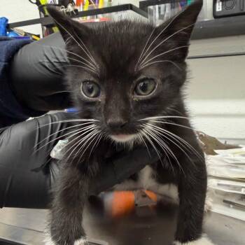 LILY KITTEN1 -  Domestic Short Hair Cat for Adoption in Richmond, California - LILY KITTEN1 | PetCurious