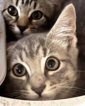 ZINNIA -  Domestic Short Hair Cat for Adoption in Boston, Massachusetts - ZINNIA | PetCurious