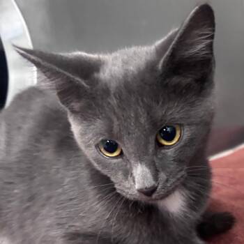 Pugsheen -  Domestic Short Hair Cat for Adoption in Indianapolis, Indiana - Pugsheen | PetCurious