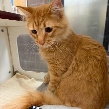 Garfield -  Domestic Long Hair Cat for Adoption in Cheyenne, Wyoming - Garfield | PetCurious