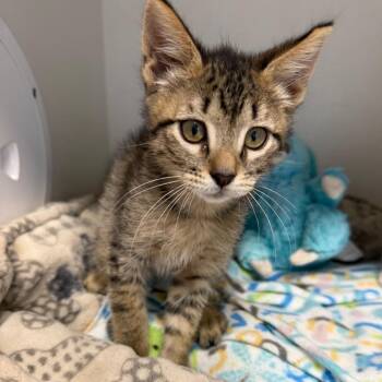 Mongo -  Domestic Short Hair Cat for Adoption in Floresville, Texas - Mongo | PetCurious