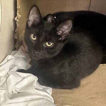 Bleu -  Domestic Short Hair Cat for Adoption in New York, New York - Bleu | PetCurious
