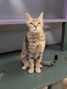 Rescue Domestic Short Hair Cats for Adoption in Waupun, Wisconsin - Squeek | PetCurious