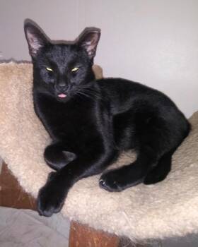 BB -  Domestic Short Hair Cat for Adoption in The Woodlands, Texas - BB | PetCurious