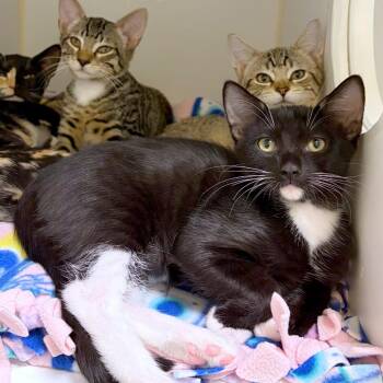 Churro -  Domestic Short Hair Cat for Adoption in Woodinville, Washington - Churro | PetCurious