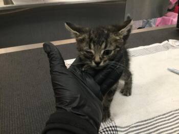A1915825 -  Domestic Short Hair Cat for Adoption in Thousand Palms, California - A1915825 | PetCurious