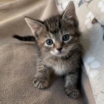 Domestic Short Hair Cats Available for Adoption in Glenelg, Maryland - Squall | PetCurious