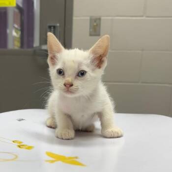 Pie -  Domestic Short Hair Cat for Adoption in Lufkin, Texas - Pie | PetCurious
