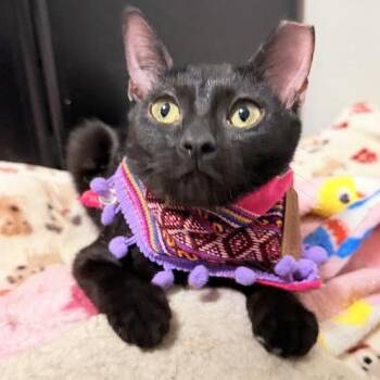 Bellatrix -  Bombay Cat for Adoption in Coral Gables, Florida - Bellatrix | PetCurious