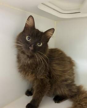 Tiki -  Domestic Medium Hair Cat for Adoption in Rochester, Indiana - Tiki | PetCurious