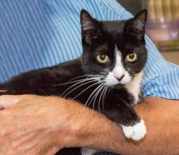 Rescue Domestic Short Hair Cats for Adoption in Elmwood Park, New Jersey - Abby | PetCurious