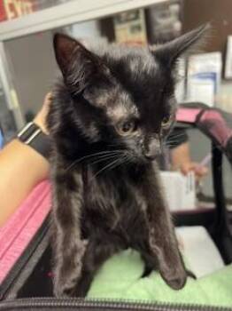 A377417 -  Domestic Short Hair Cat for Adoption in Stockton, California - A377417 | PetCurious