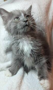 Fluffer -  Domestic Medium Hair Cat for Adoption in Cleveland, Tennessee - Fluffer | PetCurious
