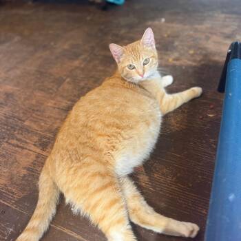 Sabrina 031904A -  Domestic Short Hair Cat Available for Adoption in Amory, Mississippi - Sabrina 031904A | PetCurious