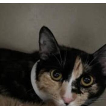 Coffee Mug -  Domestic Short Hair Cat for Adoption - Coffee Mug | PetCurious