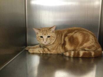 Domestic Short Hair Cats Available for Adoption - TIGGER | PetCurious