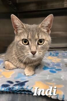 Indi -  Domestic Short Hair Cat for Adoption in Sidney, Ohio - Indi | PetCurious