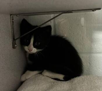 Chulupa -  Domestic Short Hair Cat for Adoption in Salt Lake City, Utah - Chulupa | PetCurious