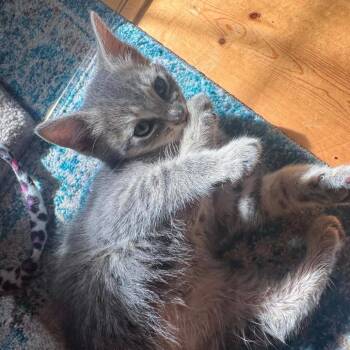 Kitten 1_2 -  Domestic Short Hair Cat for Adoption in Maple Falls, Washington - Kitten 1_2 | PetCurious