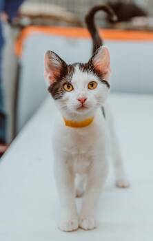 Rescue Domestic Short Hair Cats for Adoption in Le Mars, Iowa - Doc Holiday (yellow Collar) | PetCurious