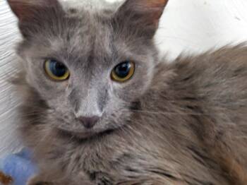 Rescue Domestic Long Hair Cats for Adoption in Gladwin, Michigan - Sophie | PetCurious