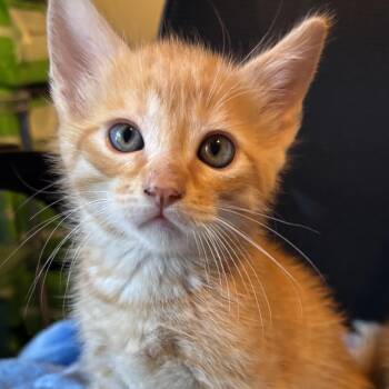 Jerry -  Domestic Short Hair and Tabby Cat for Adoption in Pinole, California - Jerry | PetCurious