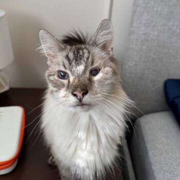 Siamese and Domestic Long Hair Cats Available for Adoption - Captain Crunch | PetCurious